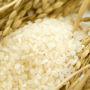 친환경 무농약 우렁이농법 새재의 쌀